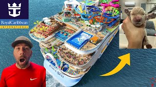 Meet Sailor: Royal Caribbean’s Star of the Seas Welcomes Its Cutest Crew Member! #royalcaribbean