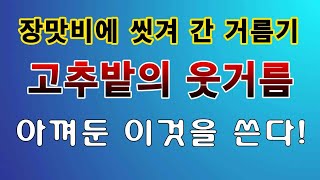 [텃밭농부. 1,169]  장맛비에 씻겨 간 거름기. 고추밭에 웃거름은 이것이 최고다. #고추재배 #고추웃거…