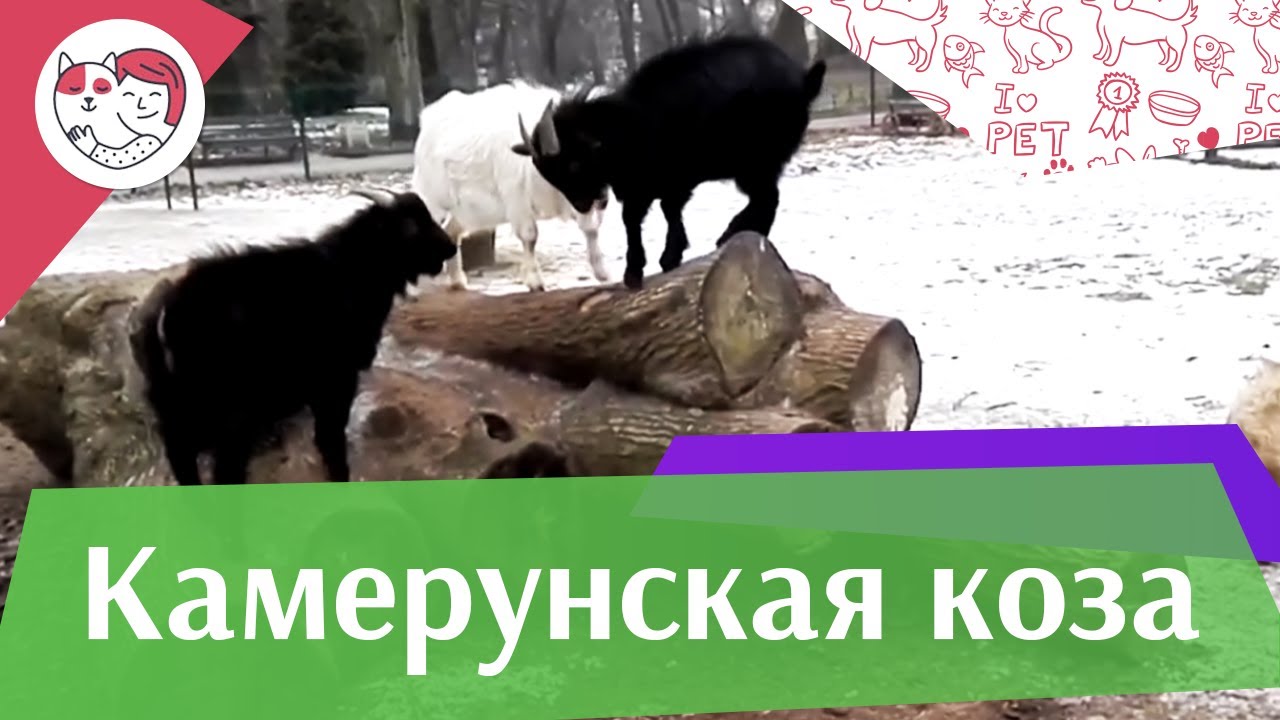 Камерунская коза Содержание и уход на ilikepet