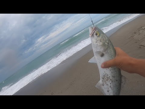 Catching BLUEFISH & WHITING Florida Beach Fishing