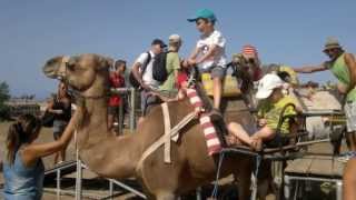 preview picture of video 'Tenerife 2012. The Camel Farm.'