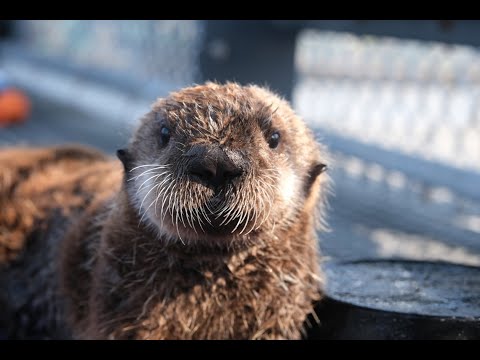 Sea Otters | Vancouver Aquarium thumbnail