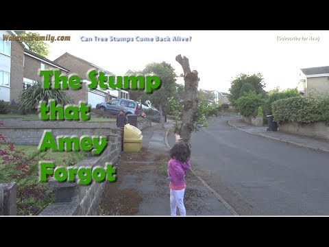The Stump That Amey Forgot, Will it Come Back to Life? - Sheffield Trees