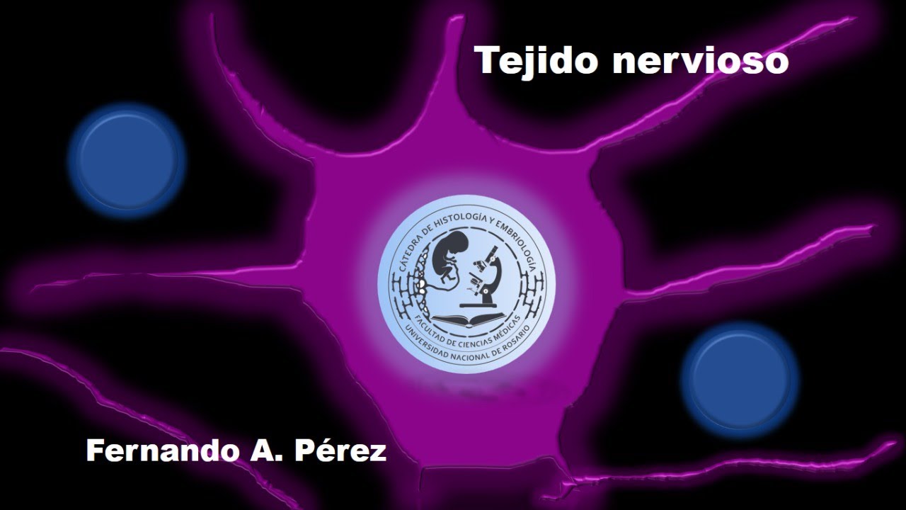 Tejido nervioso