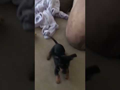 Ronin was always a happy dog! Look how cute he is! #shorts #puppy #dog #happy