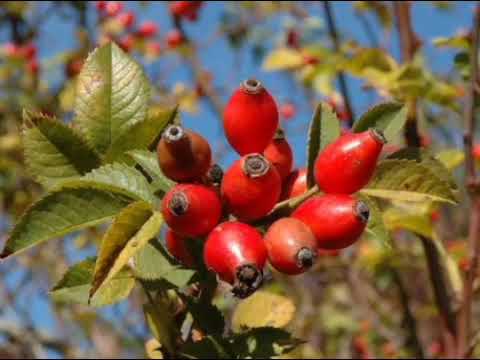 Поетичний марафон “Акорди осені”. Книгозбiрня №33