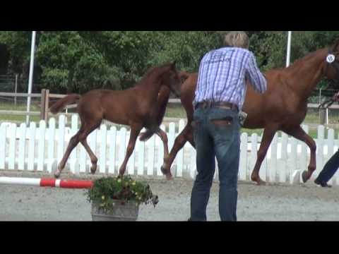 Stutfohlen von Edward / Federweisser