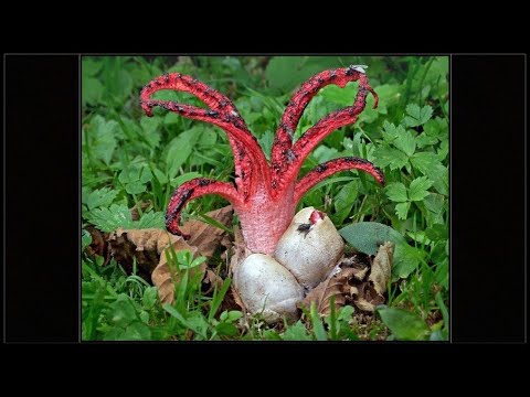 Did Devil’s Fingers fungus inspire the Alien film franchise?