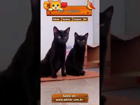 Vídeo de Pretinhos ????