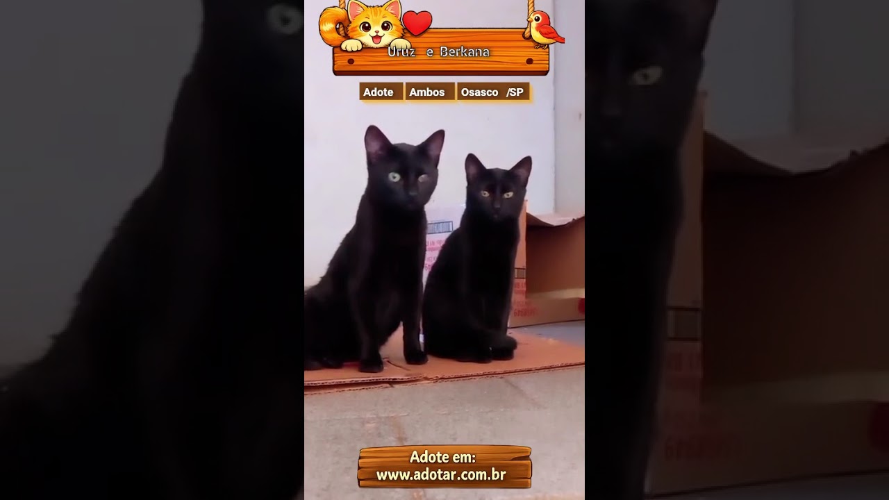 Gato raça SRD-ViraLata idade 2 a 6 meses nome Pretinhos ????