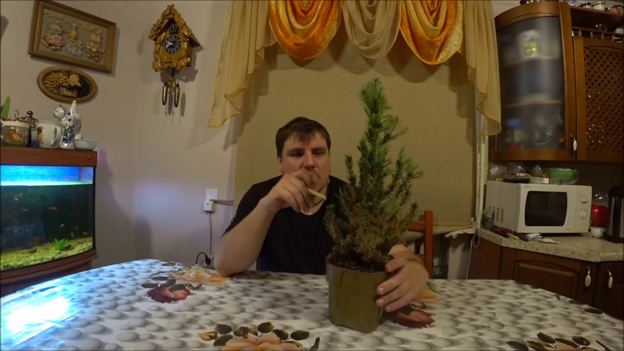 Ель Канадская (сизая) Сандерс Блю