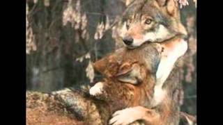 The Tenderness of a Wolf