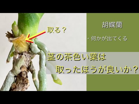蘭の茎の切り方は？避けるべき最善のヒントと間違い  庭園