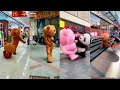 TikTok Teddy Bear Tik Tok Teddy Bear Video New Tik Tok Teddy Unny Video Teddy Bear TikTok Viral