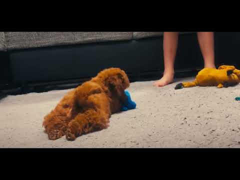 Toy Poodle puppy for sale