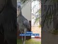 SHOEBILL | A BIRD SOUNDS LIKE AK 47 | natureXploration #shorts #animalsounds #shoebill