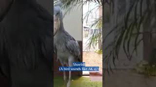 Download lagu BURUNG SHOEBILL | SUARA BURUNG MIRIP AK-47 | natureXploration #shorts #animalsounds #shoebill mp3 Download lagu BURUNG SHOEBILL | SUARA BURUNG MIRIP AK-47 | natureXploration #shorts #animalsounds #shoebill mp3