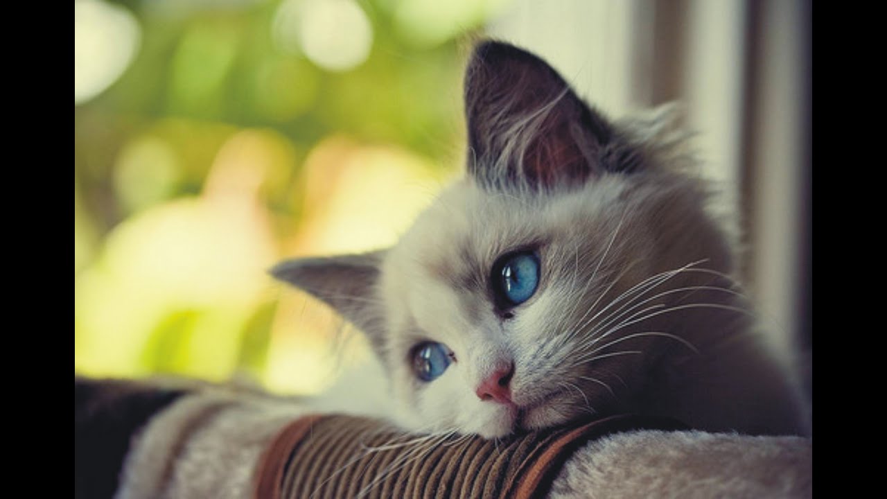 Lonely (Norsk fiksjon)