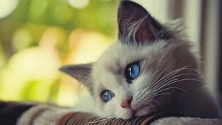 Lonely (Norsk fiksjon)
