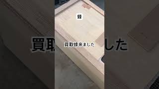 2025/11/6 蜂 導入 #いちご #農協 #蜂