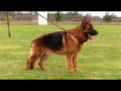 Kraftwerk K9 German Shepherd Black & Red Gentle Giant!