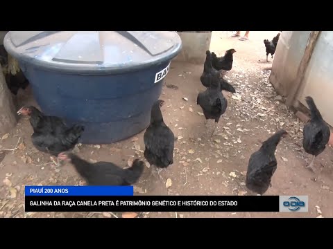 Galinha da raça Canela Preta é patrimônio genético e histórico do Estado 17 10 2022