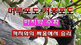 [텃밭농부 2,048]  머루포도. 거봉포도. 까치와의 싸움에서 이기고 마지막 수확! 포도재배