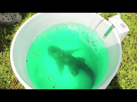 JAWS ATE ANOTHER FISH (Aliens Captured)