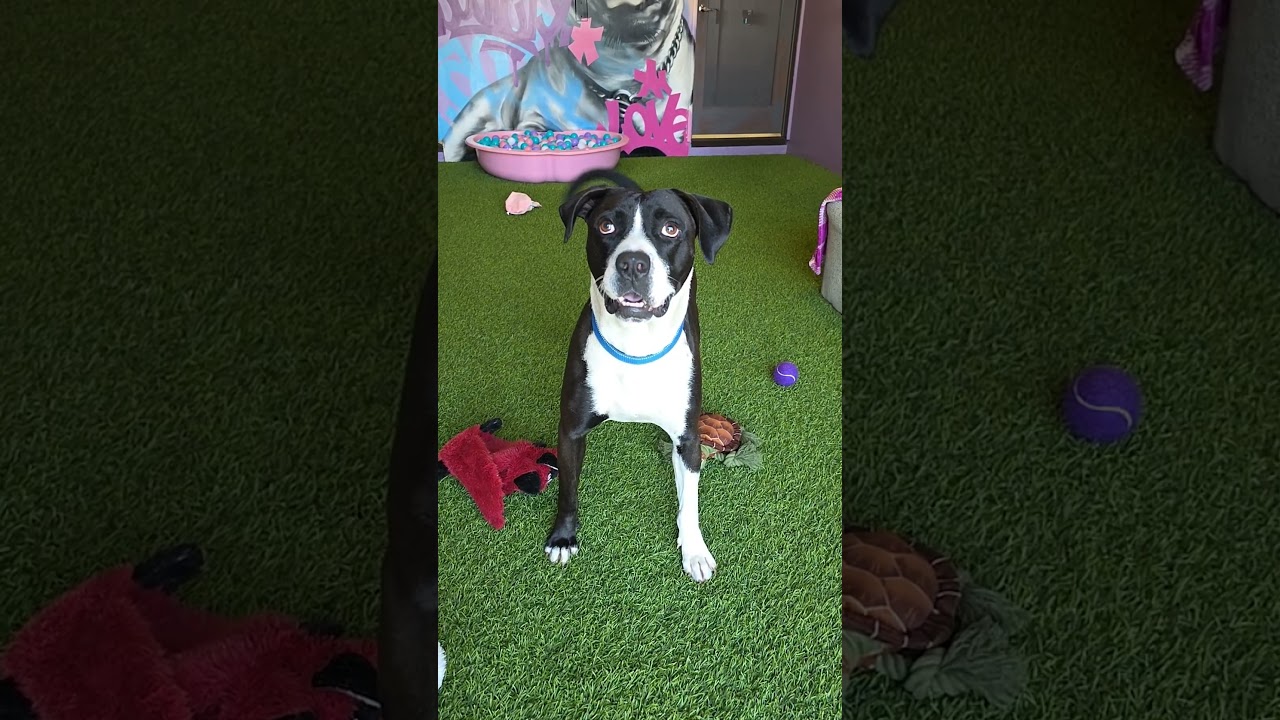 Enlarge Max, a Adoptable mixed breed in Cumberland, RI video 6/6