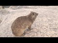 Friendly Rock Hyrax