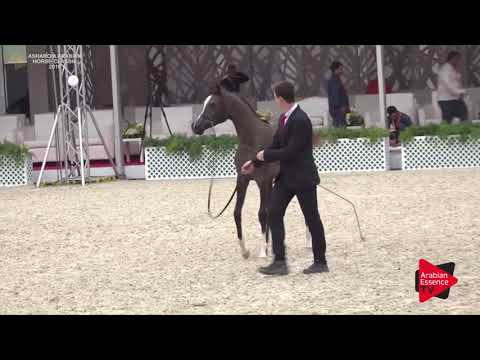 N.11 JOMANA LNJ - Asharqia Classic 2018