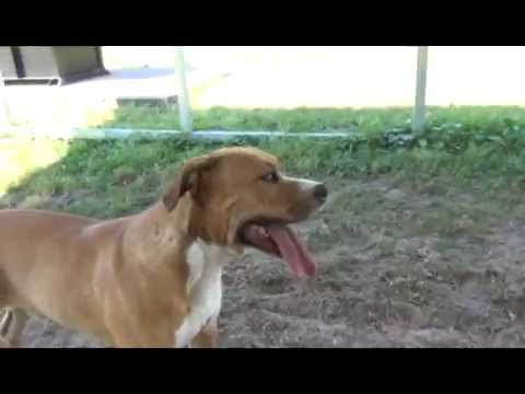 Please rescue affectionate Bear!