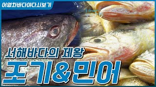 서해바다의 제왕 조기와 민어 #민어과 생선 #임자도 조업 #흑산도 조업 #조기는 그물에 꽃아 잡고 #민어는 …