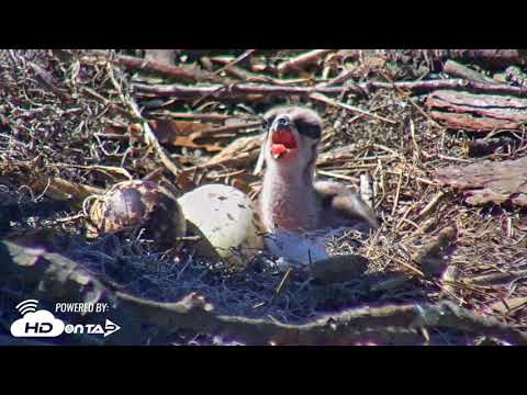 2018 - Skidaway Osprey - Chick #1 - Feeding