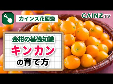 果物の種からキンカンを育てる方法は?  庭園