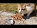 The Timid Very Hungry Cute Kitty Is Meowing Loudly For Food