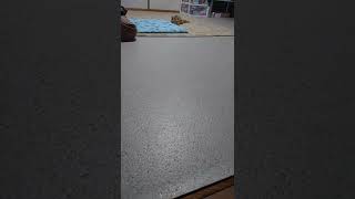 走るかわいい子猫!! #shorts