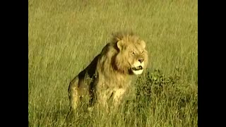 La Vie Privee Des Animaux  Part1