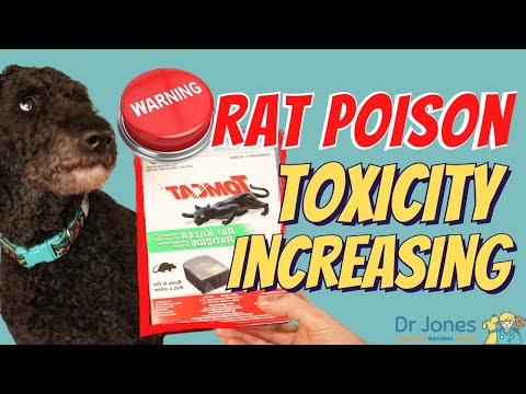Rat Poison Toxicity in Dogs and How to Act Fast!