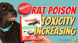 Rat Poison Toxicity in Dogs and How to Act Fast!