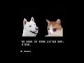 Street Fighter Dog Vs Cat