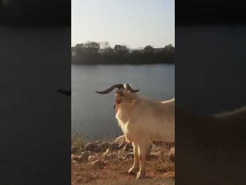 Açude Boqueirão, em Tejuçuoca- Ceará, e o Bode. 🐐#vidanaroça