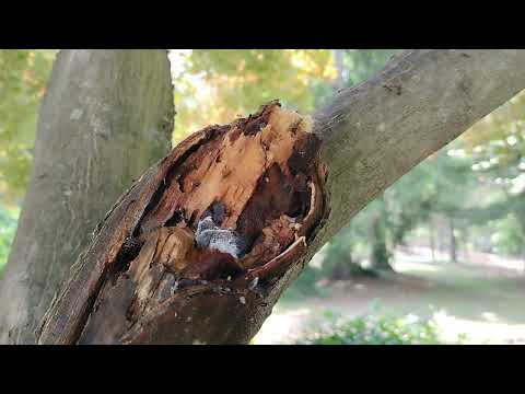 Tree Loaded with Ants in Beachwood, NJ