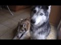 HAPPY VALENTINES Day from Mishka the Talking.