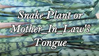Snake Plant or Mother In Law's Tongue