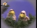 Elmo Is Flying Russian