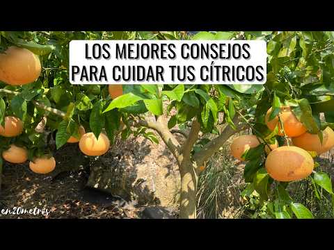 GUÍA COMPLETA SOBRE CÍTRICOS: ubicación, regar, fertilizar, podar || en20metros @LaderasdelNaranco