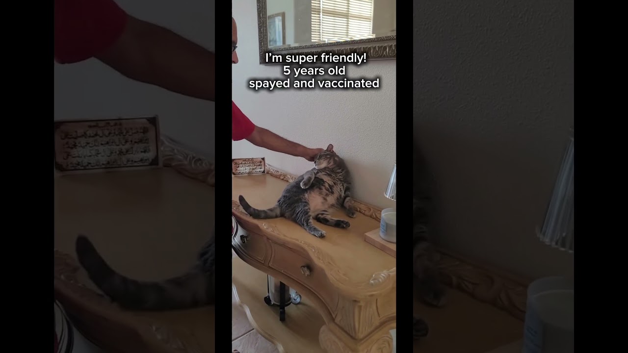 Lola (SO FRIENDLY) w/supplies *VIDEO*, a ADOPTABLE Domestic Short Hair in Orlando, FL video 6/6