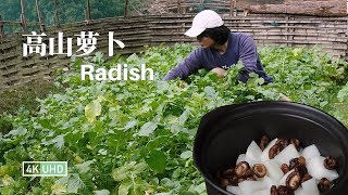 Stewed Radish in Casserole EP1丨砂锅炖萝卜丨4K UHD丨小喜XiaoXi丨挨过霜冻的高山萝卜，我们今天拔来炖砂锅
