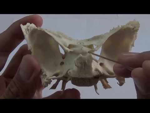 download lagu mp3 mp4 Sphenoid, download lagu Sphenoid gratis, unduh video klip Sphenoid